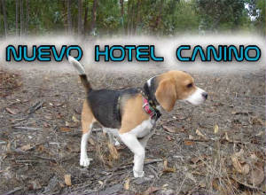 hotel_canino.jpg